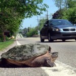 So Today, I saw a Turtle
