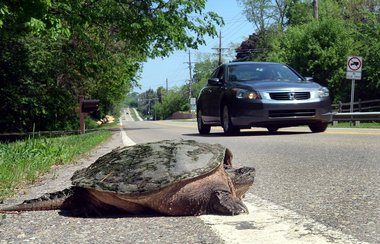 So Today, I saw a Turtle