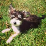 The Ballad of Walter The Wonder Dog