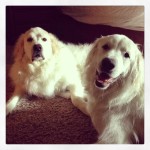 Happy National Dog Day!